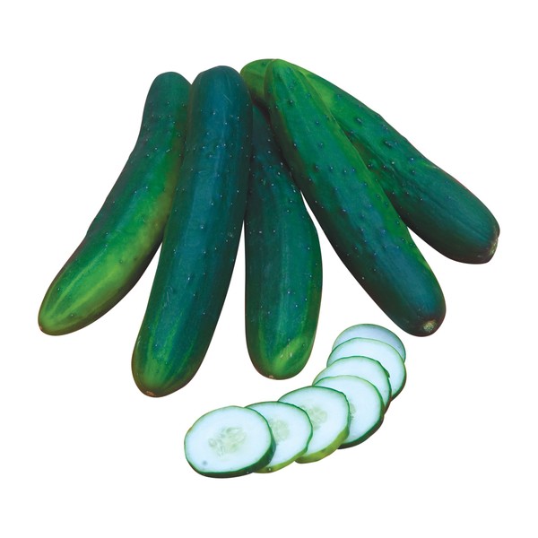 Burpee Sweet Burpless Slicing Cucumber Seeds 70 seeds