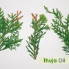 Salvia Thuja (Thuja Orientali) 100% Natural Pure Undiluted Uncut Carrier