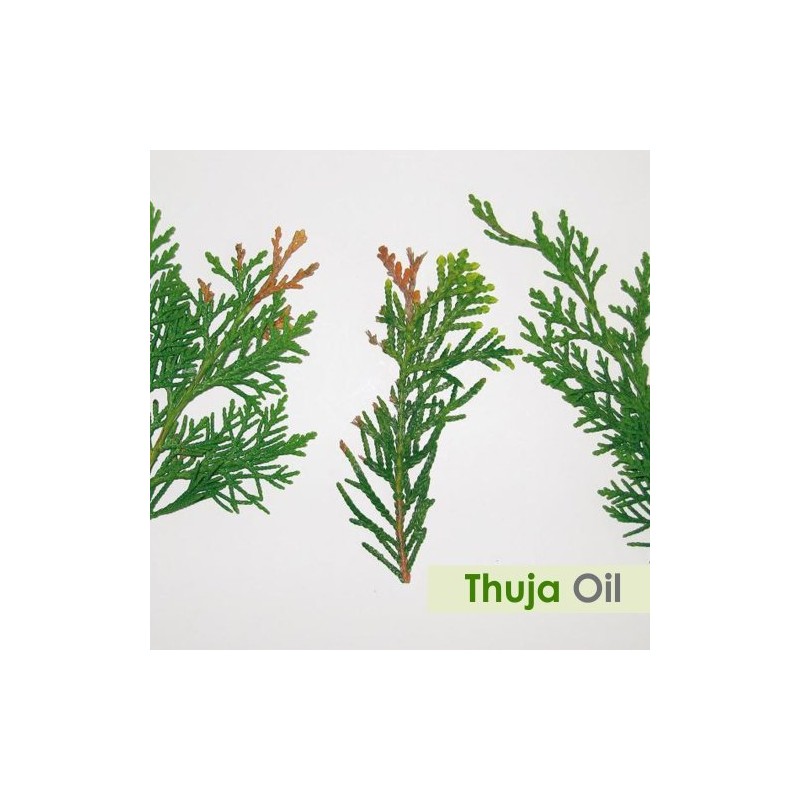 Salvia Thuja (Thuja Orientali) 100% Natural Pure Undiluted Uncut Carrier