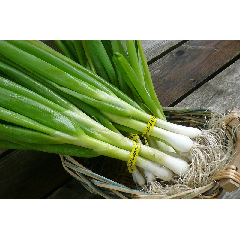 Seeds4planting - Seeds Green Welsh Bunching Onion Rare Heirloom Vegetable