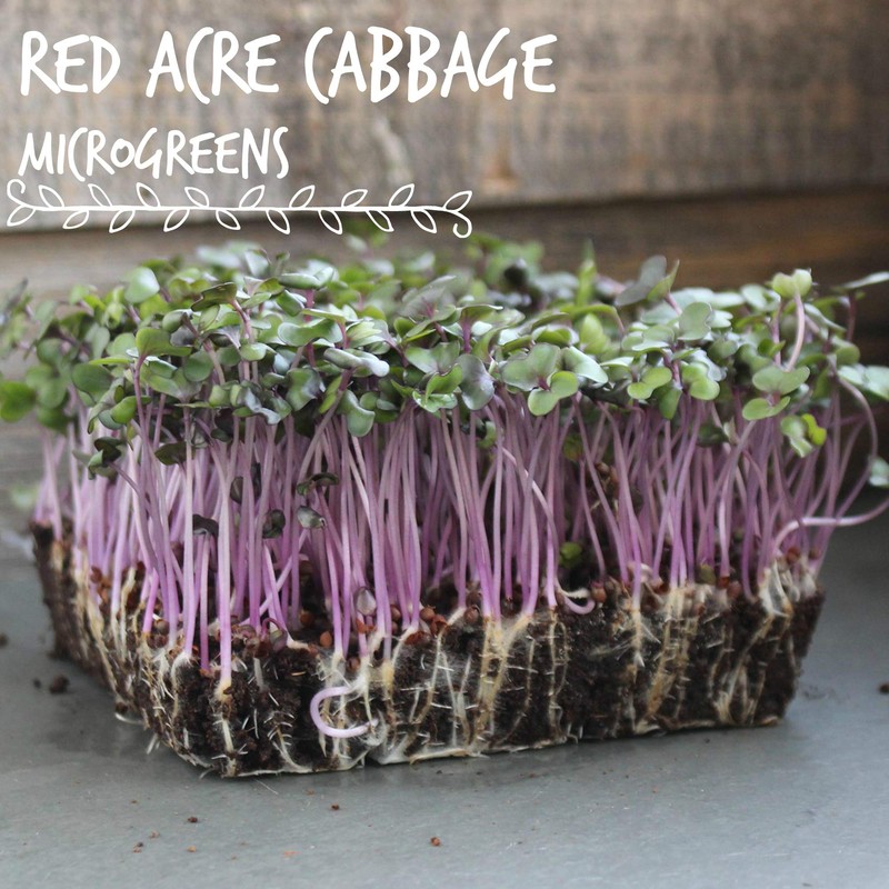 Red Acre Cabbage Seeds: 1 Lb - Non-GMO, Chemical Free