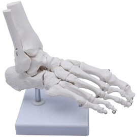 Monolife Plantar Model Plantar Joint Model Ankle Right Leg Specimen (Ankle Working Type)