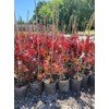Fireglow Upright Red Japanese Maple - Live Plant - (2.5