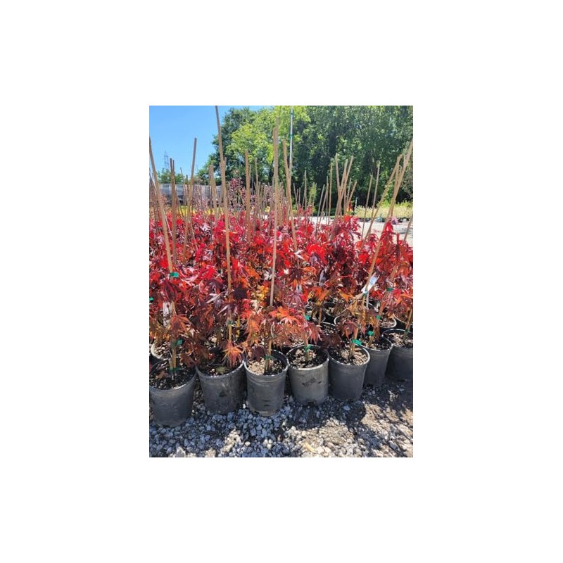 Fireglow Upright Red Japanese Maple - Live Plant - (2.5
