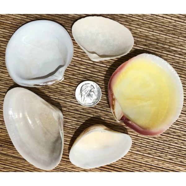 5 - 2" to 3" WIDE CLAM SHELLS FOR FEEDING
