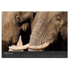 Elephant Grey Giants (Wall Calendar 2026 DIN A2 Landscape), CALVENDO