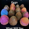 Dragon Egg - Egg Size: Large