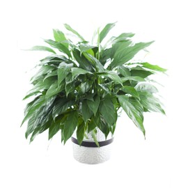 KaBloom PRIME NEXT DAY DELIVERY - Fall Collection - Live Plant Collection : Large Purifying Peace Lily in 6" Pot.Gift for Birthday, Get Well, Easter, Valentine, Mother’s Day Fresh Flowers