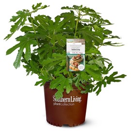 Southern Living Plant Collection 2 Gallon 'Little Miss Figgy' Fig Plant