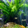 Anubias Nana Golden and Java Fern Tall 2 Pots -