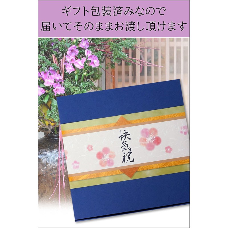 Celebrate Your Cheerfulness, Sympathy, Thank You, Ochazuke Set, Gift, High