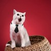 XZYZ Dog Collar, Soft Polyester Dog Bow Tie with Metal