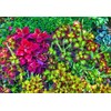 Coleus Blumei Seed Mix 200+ Non-GMO Seeds for Planting Painted