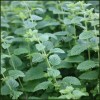 Lemon Balm seeds (Melissa officinalis)