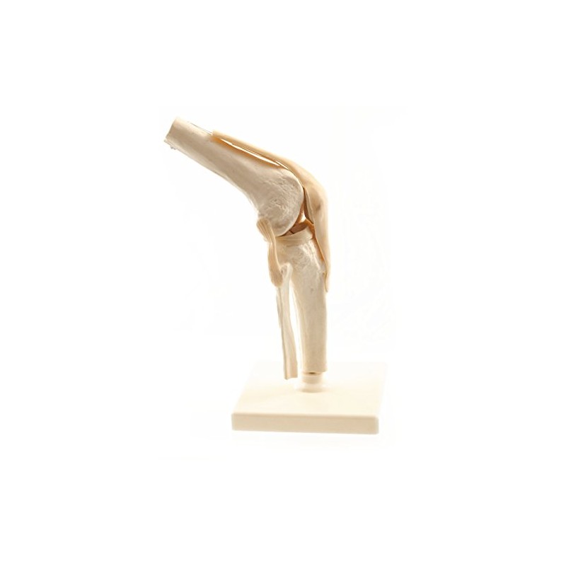HeineScientific Human Knee Model