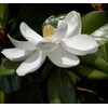 15PCS White Southern Magnolia Flower Seeds Beautiful Ornamental Landscape Tree