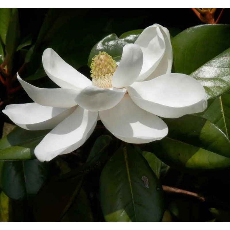 15PCS White Southern Magnolia Flower Seeds Beautiful Ornamental Landscape Tree