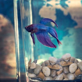 2 lbs Approx. 200 River Rocks Stones for Plants Pebbles for Indoor Plants | Aquarium Fish Tank Rocks | Polished Decorative Rocks for Vases (0.3-0.6 Inches)