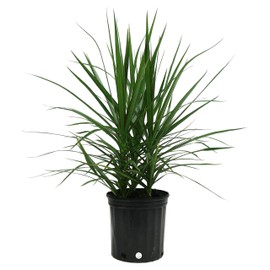 Costa Farms Dracaena Marginata Magenta Madagascar Dragon Tree Live Indoor Plant, 3-Foot Tall, Ships in Grower's Pot