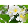 Tahitian Tiare Flower Premium Fragrance Oil, 16 Oz. Bottle