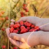 Rosehip Powder 500 g, 100% Natural, Gently Ground, Naturally Without