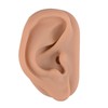 Modelo de oreja de acupuntura, réplica de oreja artificial derecha