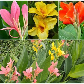 Mixed Canna Lily Flower Seeds Perennial Beautiful Bonsai Plant Home Garden Decor Arrowroot Flowers 30pcs
