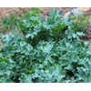 2000 White Russian Kale Seeds for Planting Heirloom Non GMO