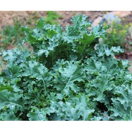 2000 White Russian Kale Seeds for Planting Heirloom Non GMO 8+ Grams Garden Vegetable Bulk Survival
