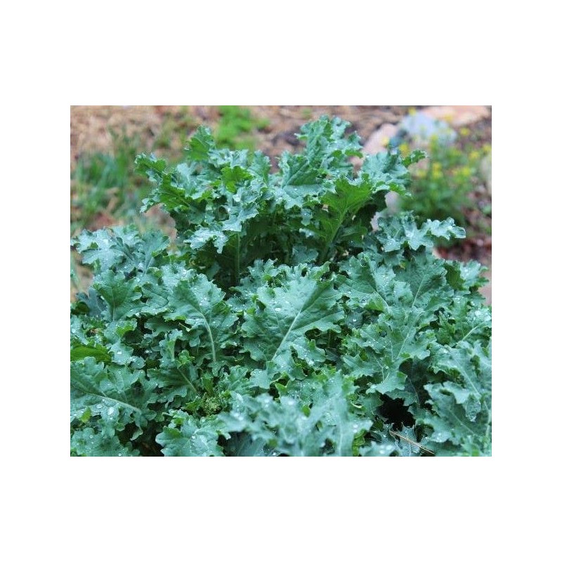 2000 White Russian Kale Seeds for Planting Heirloom Non GMO