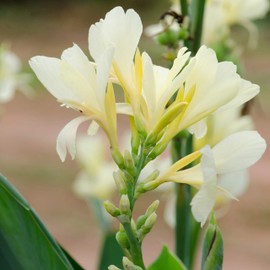 Outsidepride White Canna Lily Flower Seeds - 20 Pcs Perennial Seeds for Planting Outdoors with Colorful Blooms for Cut Flowers, Tropical & Water Gardens, Borders, & Poolside Planting