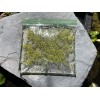 Duckweed (500+) Outdoor/Indoor Floating Aquarium Plant - Pond/Fish Tank