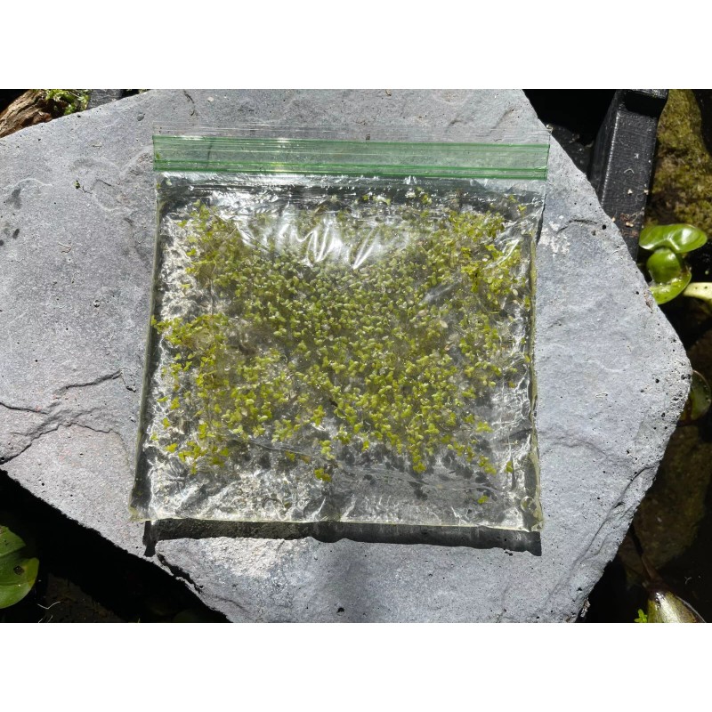 Duckweed (500+) Outdoor/Indoor Floating Aquarium Plant - Pond/Fish Tank