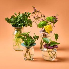 Modern Sprout Botanical and Produce Keepers for Floral Arranging, Propagating and Herb Saving; 2pks (Botanical + Produce Keeper, 2pk)