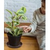 VUWEZ Plastic Plant Saucer, Plant-Saucers