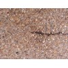 Consandtrate Crack-Seal, 1 Gallon/Ready to use. Apply to Dry Sand