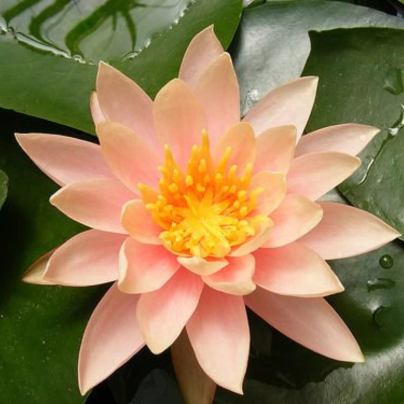 4 Pack Live Hardy Water Lilies Pre-Grown Tuber Rhizome Orange,