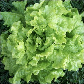 Seed Needs, Black Seeded Simpson Lettuce (Lactuca Sativa) Twin Pack of 400 Seeds Each Non-GMO