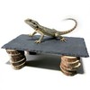 Bearded Dragon Basking Rock Platform with Wooden Pile,Natural Slate Stone