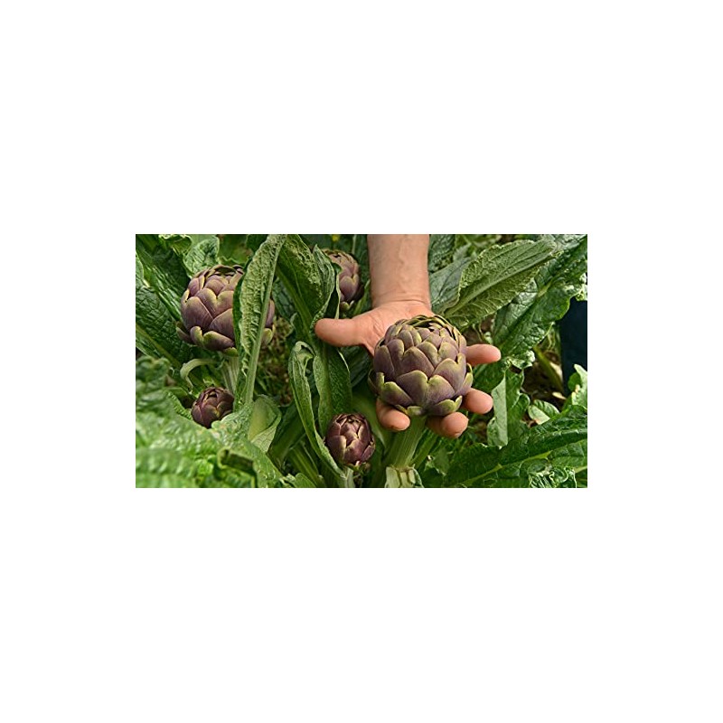 Grilled Artichoke Hearts Preserved in EVOO - Maida Farm, Campania,