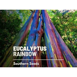 Southern Seeds Eucalyptus, Rainbow Gum Tree seeds (Eucalyptus deglupta)