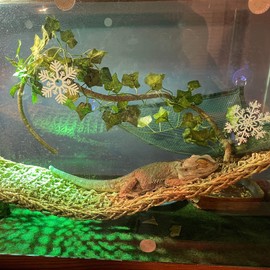 kathson Reptile Wooden Bridge,Bearded Dragon Hammock Decor Wood Reptile Hideout Hut Terrarium Hanging Plants Climbing Accessories Reptiles Hide Caves for Snake Gecko Lizard Tortoise (3 Pcs)