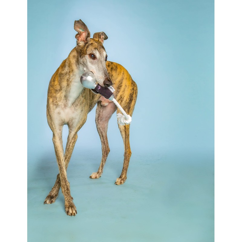 Doggy Parton Black Microphone Toy - O/S