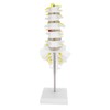 Human Lumbar Vertebral Model School Educational Teaching Model Tool Spine
