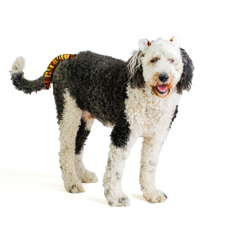 Midlee Tiger Dog Costume Headband & Tail- Large