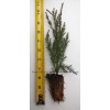 Tree 1 Giant Sequoia Tree - California Redwood -  Potted - 5" - 8" tall Seedling