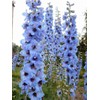 Sky Blue Delphinium Tall Seeds 30+ Seeds for Planting