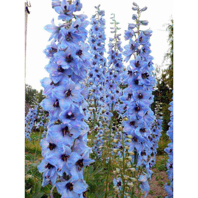 Sky Blue Delphinium Tall Seeds 30+ Seeds for Planting