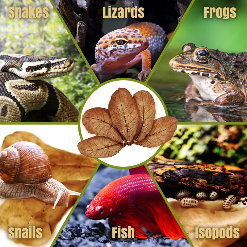 SunGrow Leaf Litter for Snakes, 10 Pcs Medium Indian Almond