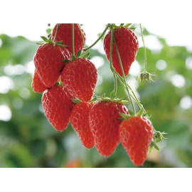 ekottokosume Organic Balm Strawberry, Fukuoka Prefecture